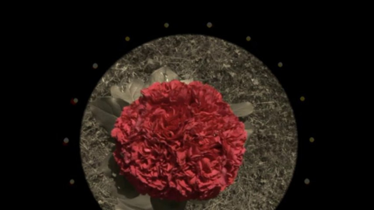 V2O_ovocyte_Ampoule_14sept_mp2dvd