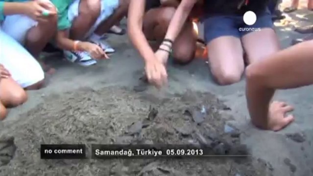 Naissance de tortues Caretta en Turquie - no comment