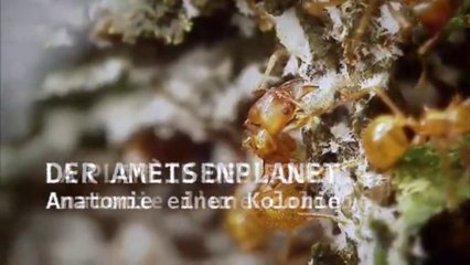 La planète des fourmis, anatomie d'une colonie