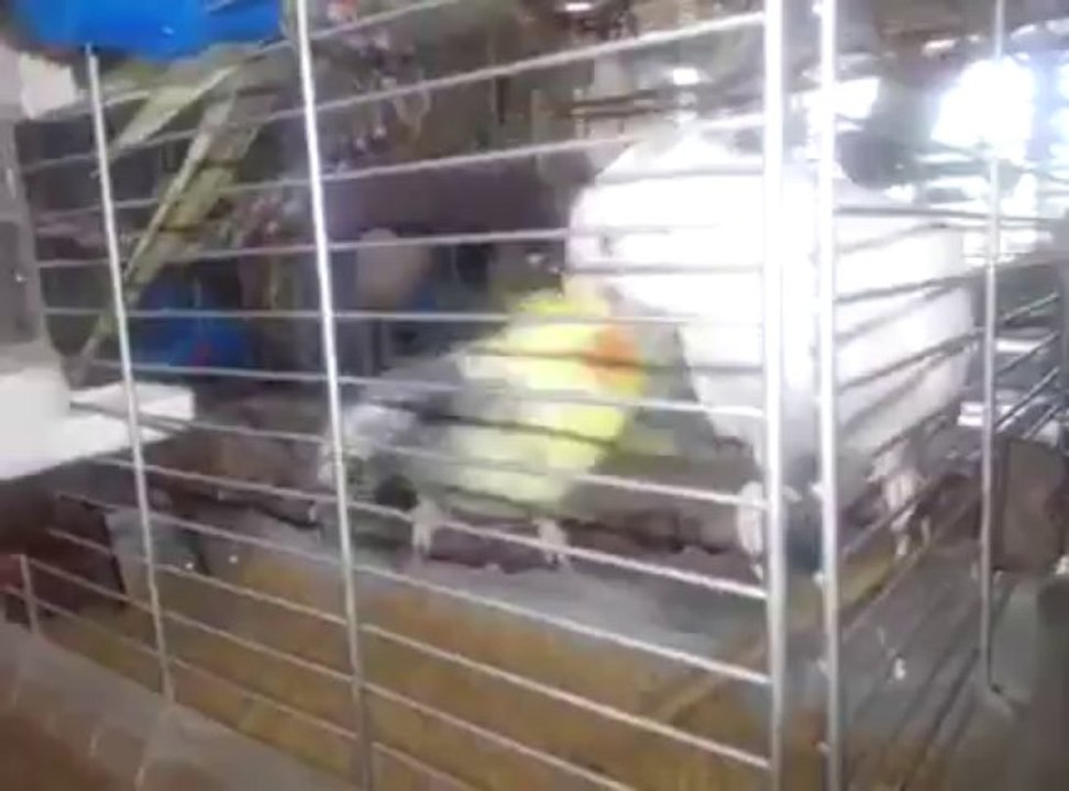 3erkek