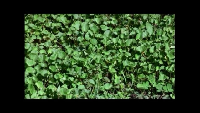 The Health Benefits Of Coffee - Goto Kola