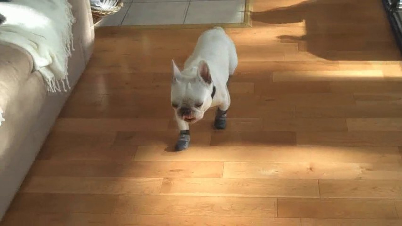 Grippers - Non Slip Dog Socks Give Your Older Dog the Traction they Need