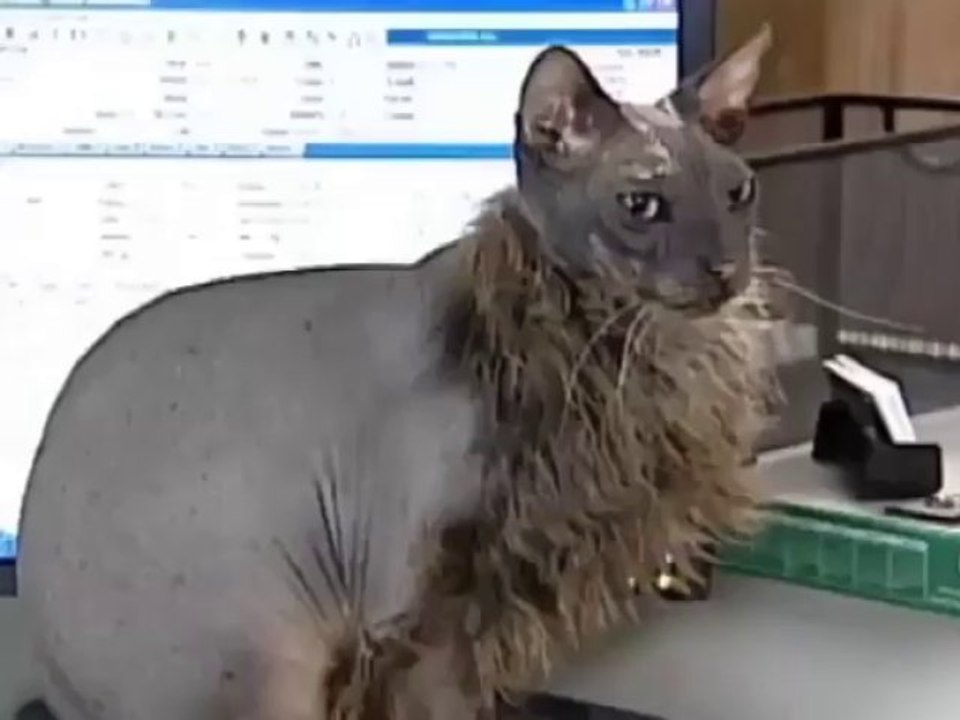 Murió "Ugly Bat Boy", el gato más feo del mundo - Vídeo Dailymotion