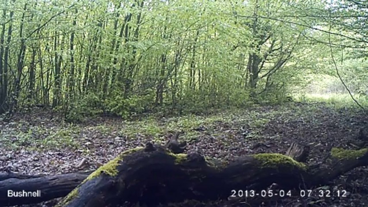 Sangliers forêt de la Hardt