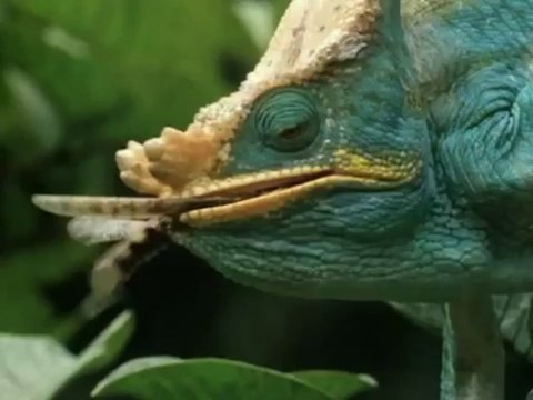 Predators: Cold-Blooded Killers