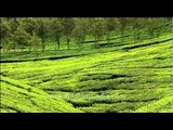 Rolling verdant slopes of a Kerala Tea garden