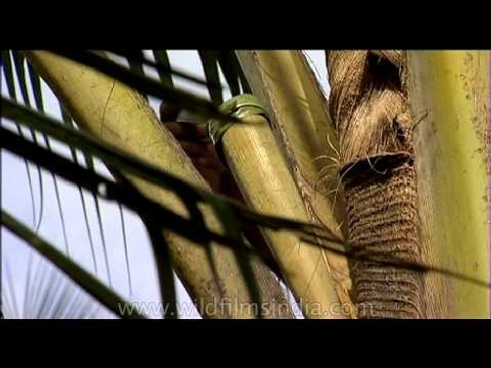 How toddy is tapped and collected!