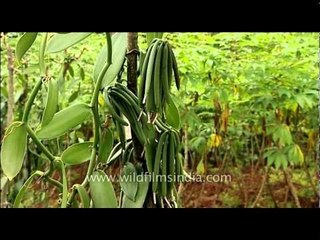 Vanilla : the only orchid that produces an edible fruit