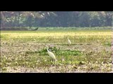 Egrets and water hyacinths