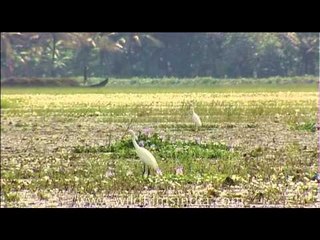 Egrets and water hyacinths