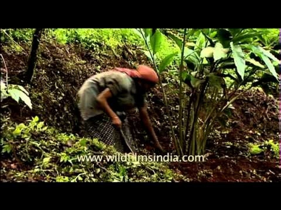 Cultivating cardamom