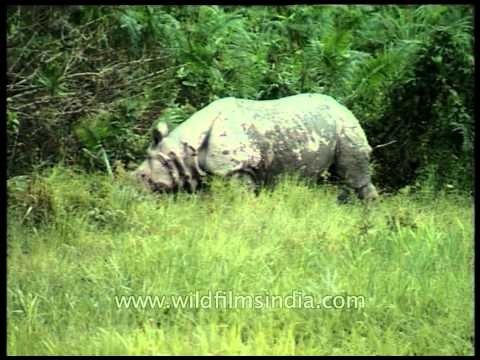 Slow grazing on a endless grassland: Rhino at Kaziranga