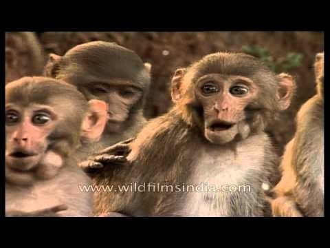 Bunch of little Macaques