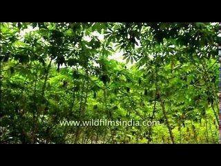 Vanilla Farms in kerala