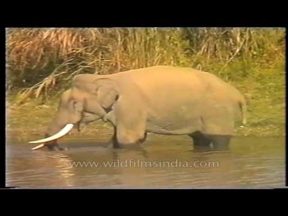 This elephant catches and eats fish!!!