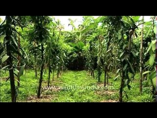 Vanilla : one of the most expensive spices in the world