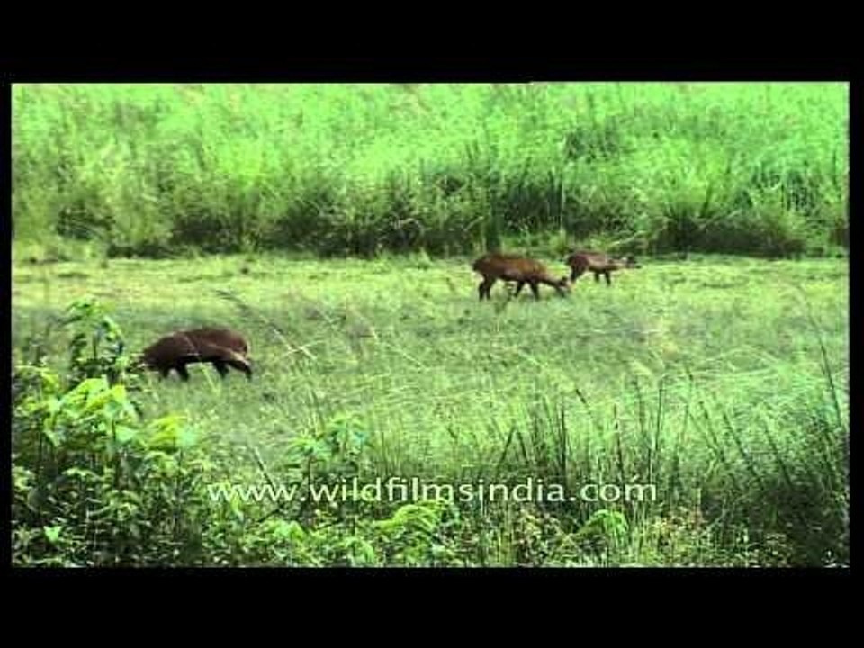 Hog deer grazing on green grass in Kaziranga forest meadow