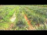 Rows and rows of pineapples grow in Kerala fields
