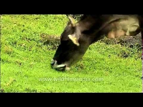 Cattle grazing on the fields
