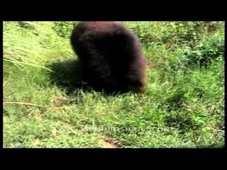 Man Handling Domestic Sloth Bear
