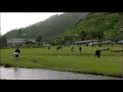 Cattle grazing in Munnar grassland, Kerala