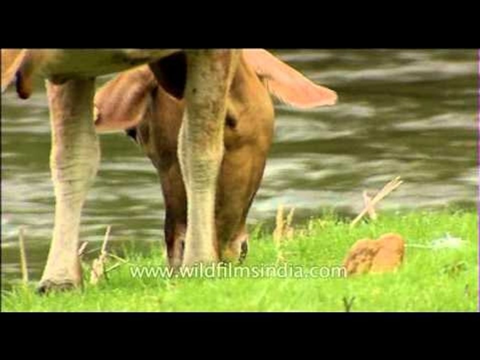 Tagged cattle grazing on a tract of green grass in Kerala