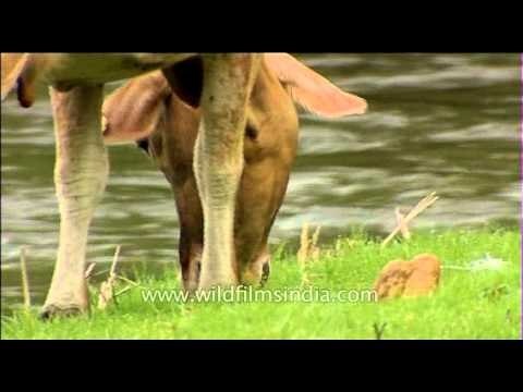 Tagged cattle grazing on a tract of green grass in Kerala