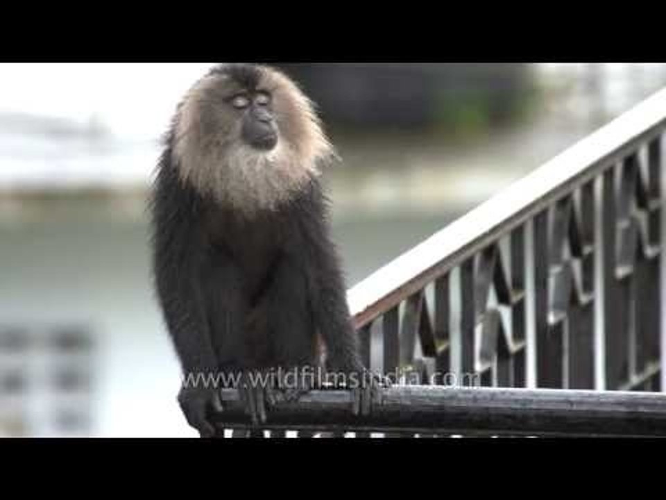 Go slow! Lion-tailed Macaques speed it up in Ke...