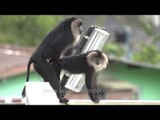 Doing it in the rain: Kerala's Lion tailed Macaques!