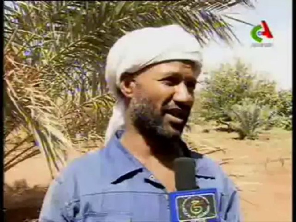 Agriculture saharienne (Tindouf) - Exemple d'un exploitant