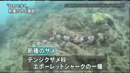 20130906 “歩く”サメの新種確認される