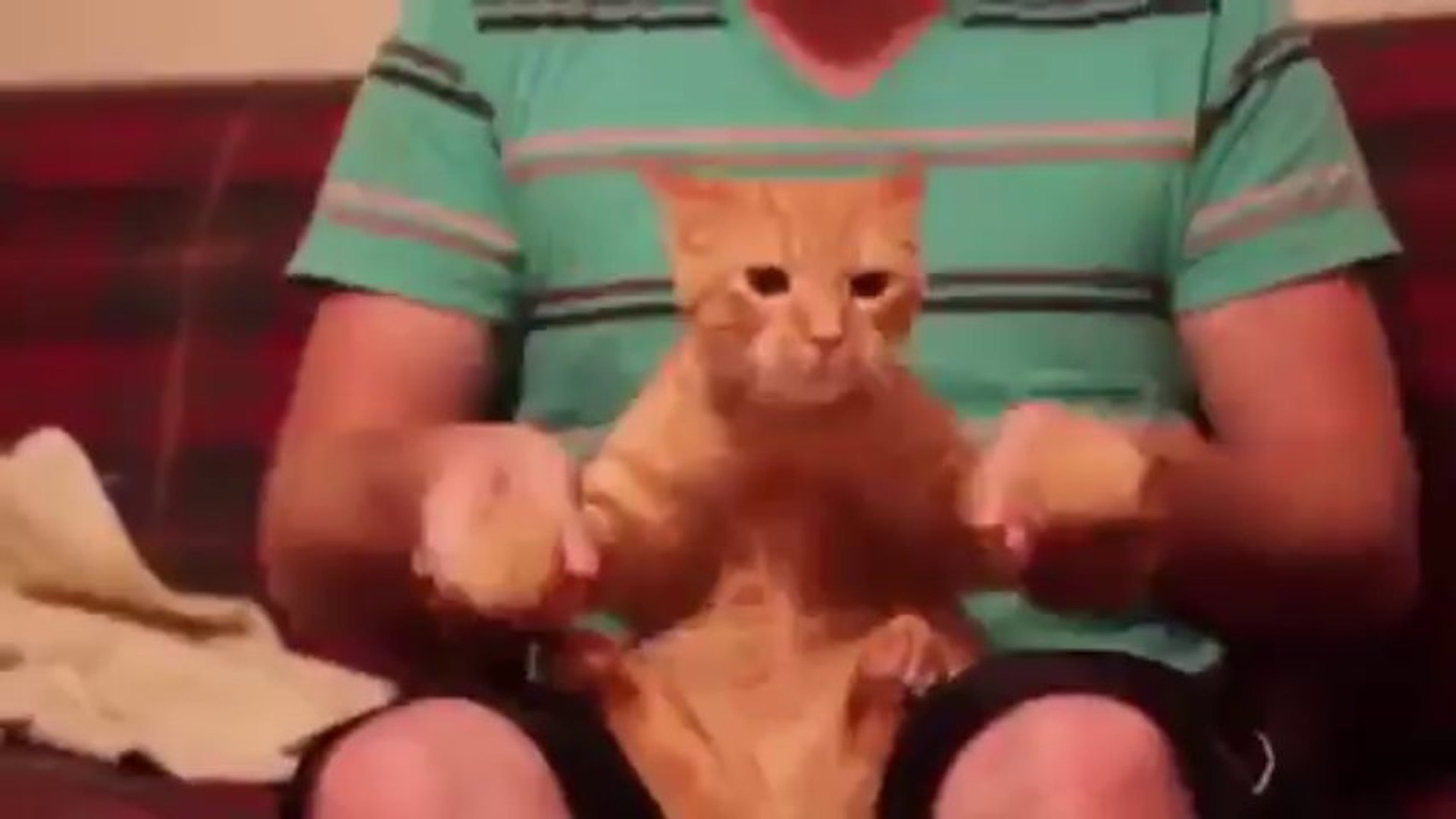 ⁣Un chat fait du dubstep