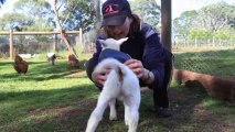 Adorable Lambs With Uncontrollable Shaky Tails