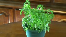 Eau = Vitalité (vidéo accélérée d'un basilic reprenant de la vigueur)