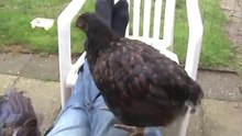 Jonge Barnevelders.
