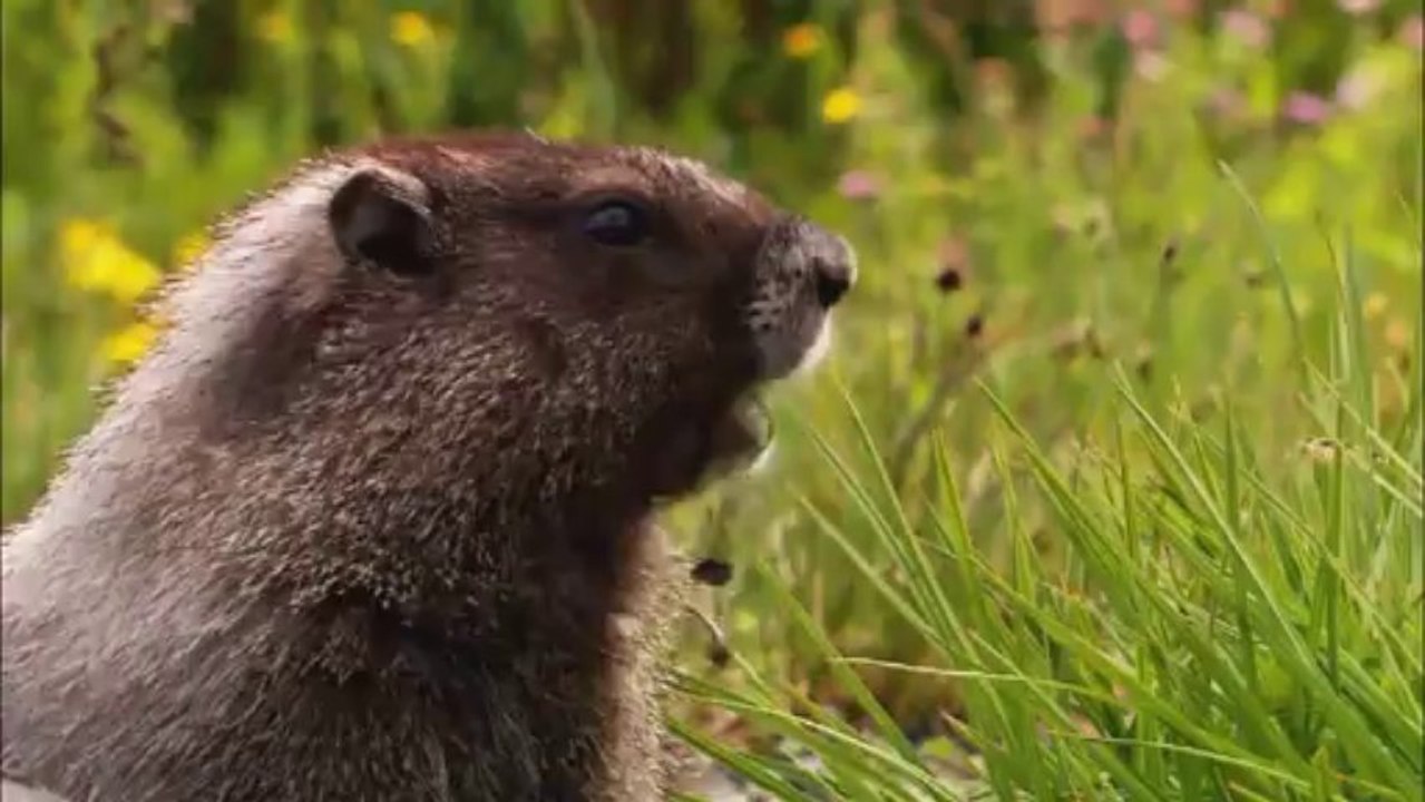 Wildlife