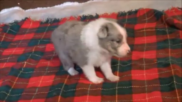 berger shetland mâle bleu merle