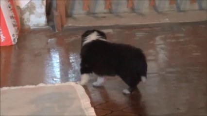 berger shetland mâle tricolore