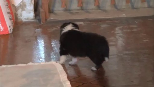 berger shetland mâle tricolore