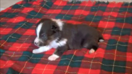 berger shetland petit mâle trico