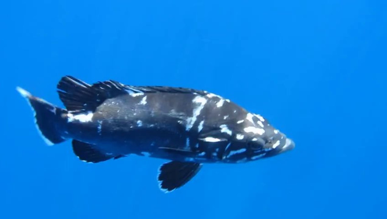 Cernier au large de Toulon