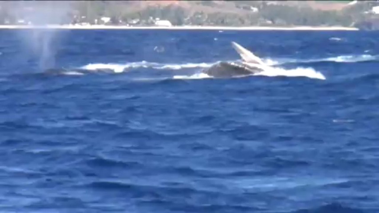 baleines Réunion 5 sept a