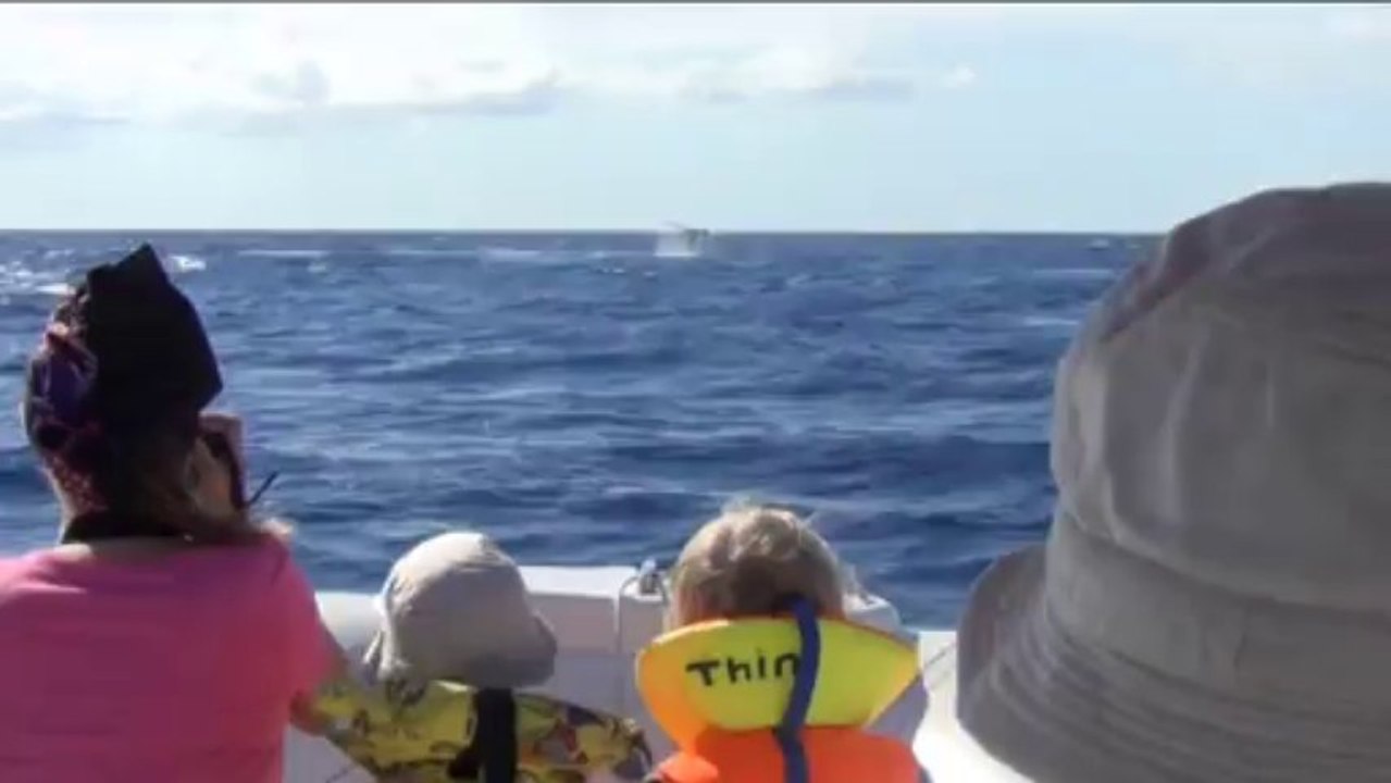 baleines Réunion 5 sept b