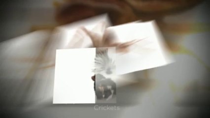 Berrett Pest Control "Forth Worth Bed Begs" Call (214) 242-4800