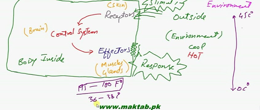 FSc Biology Book2, CH 15, LEC 1, Concept Of Homeostasis