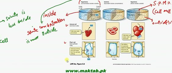 FSc Biology Book2, CH 15, LEC 2, Water relation of Cells
