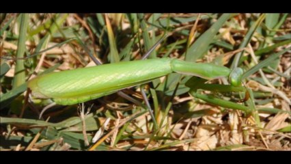 Mon film La vallée des saints