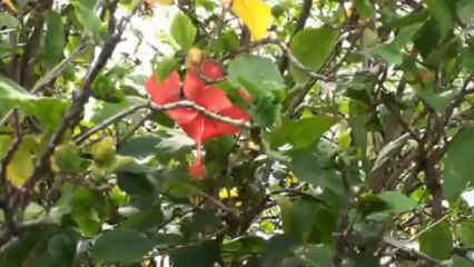 Une Odeur de Soufre, une île  : La Dominique