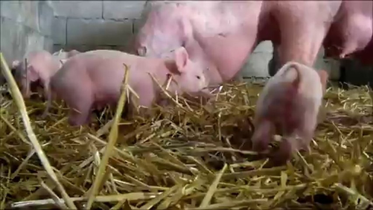 La Fée Cochette: Naissance