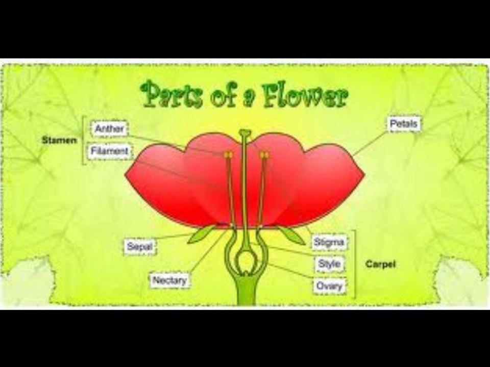 ibrahim ilen Flower Parts